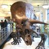 Cool Job Alert: Museum Of Natural History Seeks Aspiring Science Teachers 